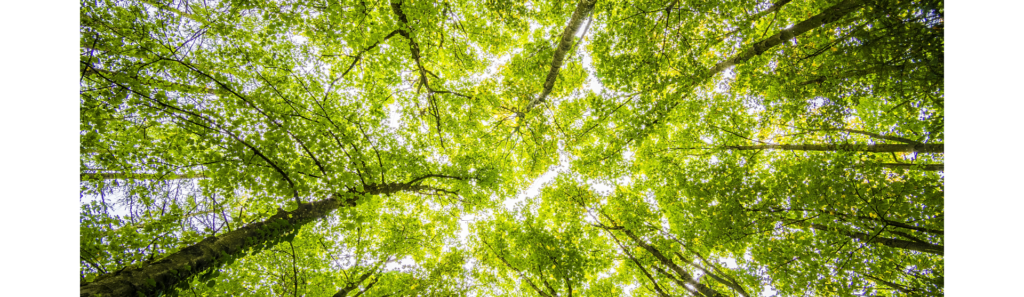森林浴をするようにくつろげる指圧院